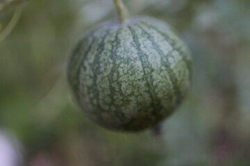 Watermelon On Vine Mini 