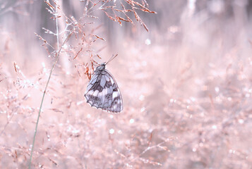 Motyl ( Siona lineata ) Pastelowe tło natury
