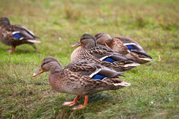 three ducks are standing on the grass