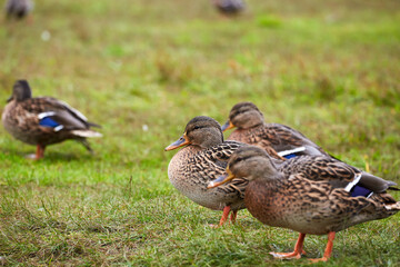 three ducks are standing on the grass