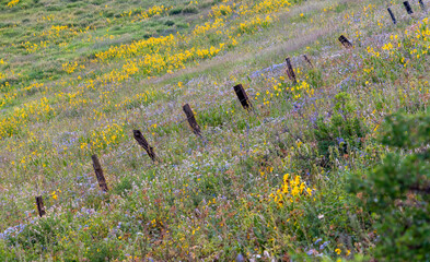 Barbed wire fence in the middle of wild flower meadow on hill slope in Colorado