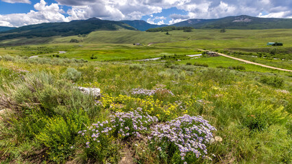 Fototapeta na wymiar Colorful wildflower meadow along brush creek trail in Colorado during Summer time