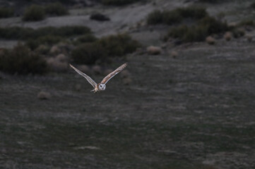  Barn owl evening flight Carrizo Plain California.