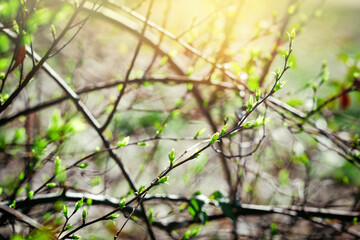 Young spring green leaves of this spring in the year 1022, spring awakened nature 