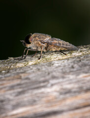 close up of a dark giant horsefly - Tabanus sudeticus
