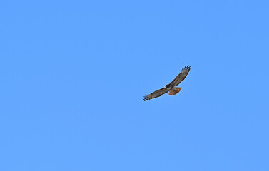 Red tail hawk soaring over Carrizo Plain California.