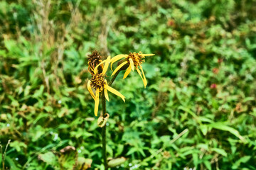 Withered flowers