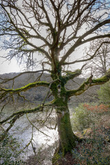 old trees along the river Lerryn Cornwall