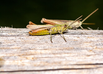 close-up view of a locust sitting on a piece of wood