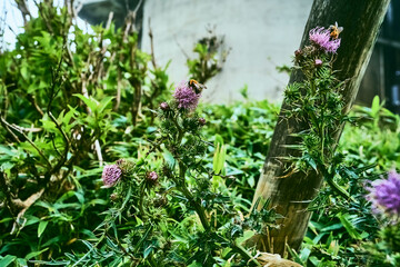 Thistle and bee