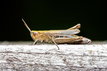 close-up view of a locust sitting on a piece of wood