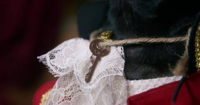 Key made of steel hangs on lace bib of black dachshund dog dressed as pirate in red jacket ON blurred background extreme closeup