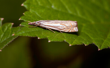 Clos-up view of a garden grass-veneer - Chrysoteuchia culmella sitting on a stinging nettle