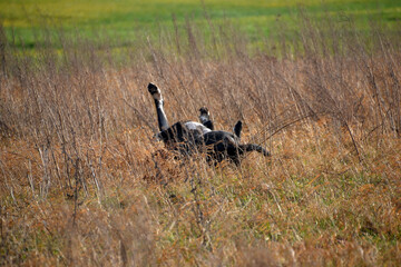 Hund wälzt sich im Gras