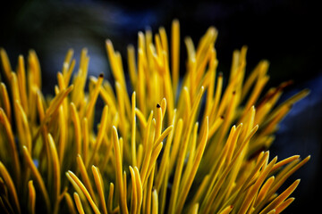 Beautiful pine needles with winter yellow pine needles WINTER GOLD