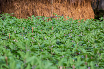 Long purple brinjal vegetable plants field. Purple eggplant field landscape views.