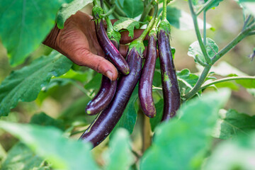 A farmer is harvesting long purple eggplant vegetables in the garden. A hand collecting purple brinjal vegetables in the garden.
