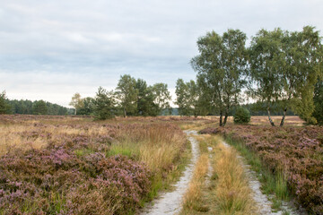 Feldweg in der Heide 1