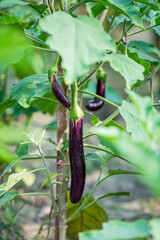 Fresh long purple brinjal (eggplant) hanging on the plant.