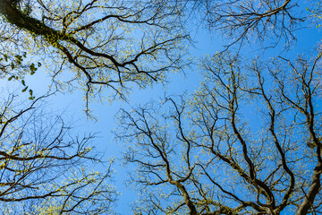 crown of trees in beautiful light