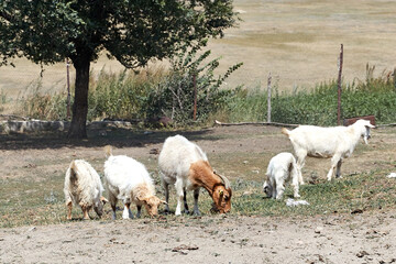 Goats grazing in the village on a sunny day