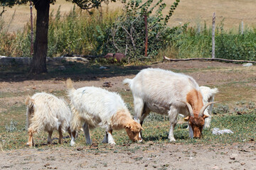 Fototapeta premium Goats grazing in the village on a sunny day