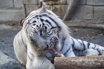 動物園にいるホワイトタイガーが可愛くて癒される