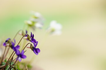 スミレの花