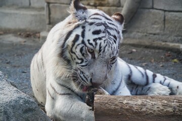 動物園にいるホワイトタイガーが可愛くて癒される