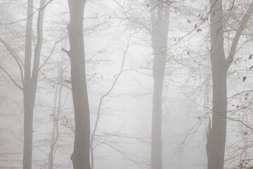 Tr&uuml;ber Tag im Wald