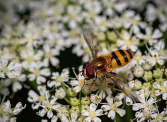  close up view ofhoverfly or hover fly or syrphid fly or flower fly out of family Syrphidae, in natural environment