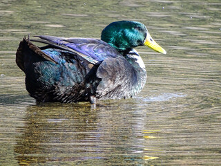 a colorfull hybrid drake 