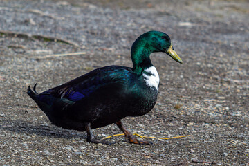 a colorfull hybrid drake 