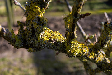 Detail of a berry bush with moss in the winter sun as a minimal background