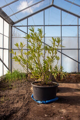 Oleander is indoors in a greenhouse during the winter