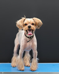Yorkshire Terrier in a rack on a blue grooming table on a black background