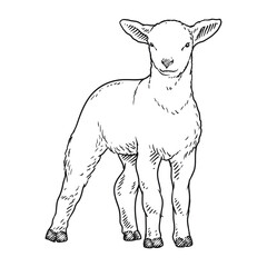sheep goat or long horn 