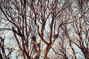 Dry tree. Leafless branches. Blue sky