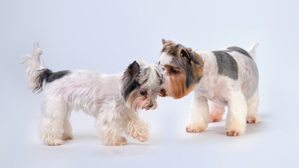 Two Beaver Yorkshire Terrier dogs on a light background