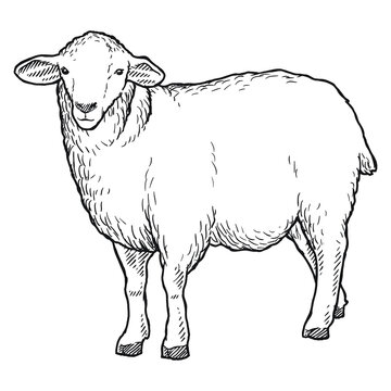 sheep goat or long horn 