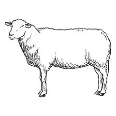 sheep goat or long horn 