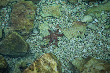 Naklejka na ściany i meble starfish at the bottom of the sea