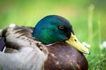 portrait of a gorgeous drake - a male duck