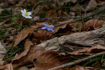 a rare white and a purple blooming liverleaf also known as kidneywort- Hepatica nobilis - together on dried up foliage in natural environment