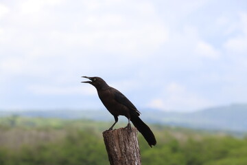 a series of images of fauna that exist in the State of Nayarit, Mexico.