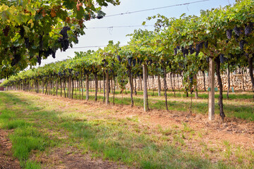 Fototapeta na wymiar Rows of neat leafy green grapevines in a winery vineyard