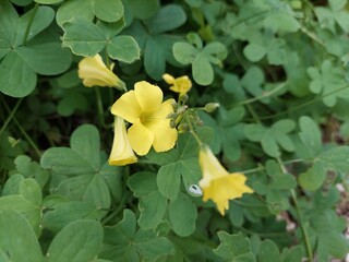 gelbes Blumenerwachen