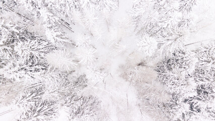 Top view of a winter snowy forest in a blizzard, snowstorm