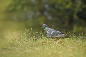 pigeon on the grass
