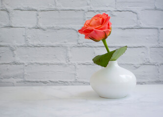 rose flower in vase on old background
